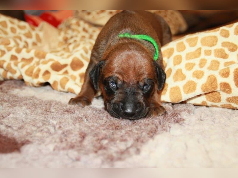 Rhodesian Ridgeback Welpen 2 Welpen noch frei