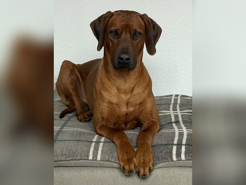 Rhodesian Ridgeback Welpen für Februar 2027