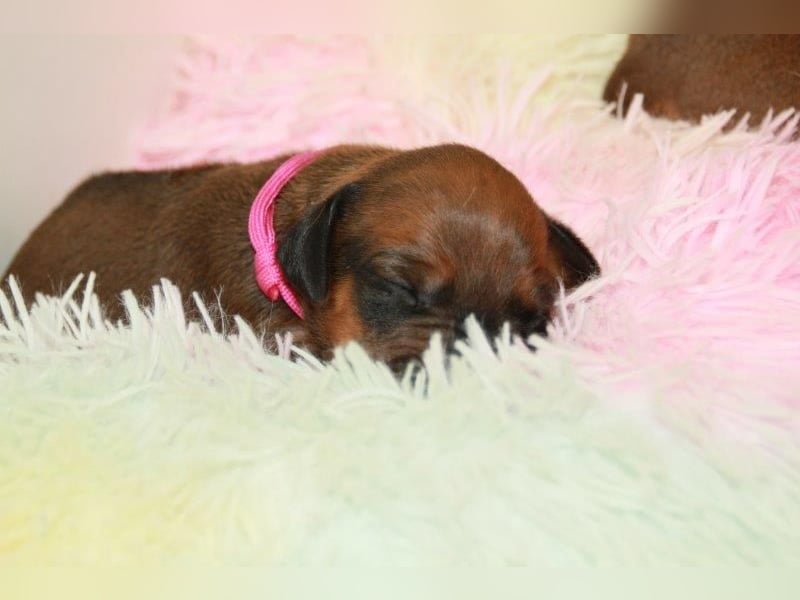Rhodesian Ridgeback Welpen 2 Welpen noch frei