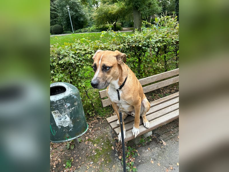 Rhodesien Ridgeback/Schäferhund Mix sucht ein neues für immer Zuhause