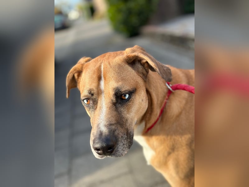 Rhodesien Ridgeback/Schäferhund Mix sucht ein neues für immer Zuhause