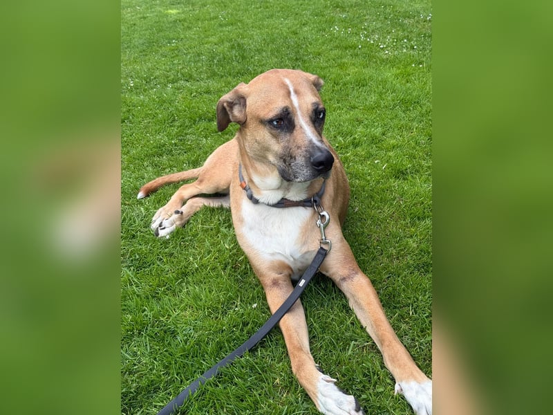Rhodesien Ridgeback/Schäferhund Mix sucht ein neues für immer Zuhause