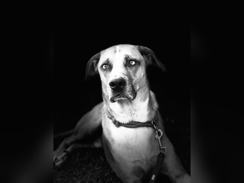 Rhodesien Ridgeback/Schäferhund Mix sucht ein neues für immer Zuhause