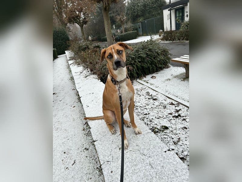 Rhodesien Ridgeback/Schäferhund Mix sucht ein neues für immer Zuhause
