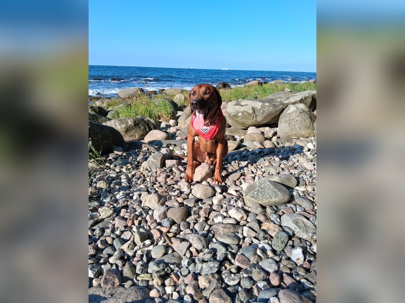 Reinrassiger Rhodesian Ridgeback