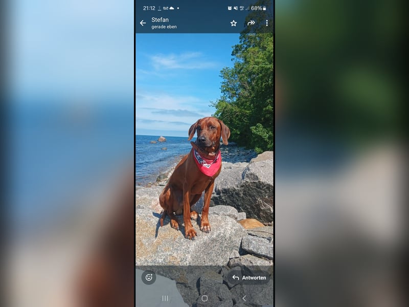 Reinrassiger Rhodesian Ridgeback