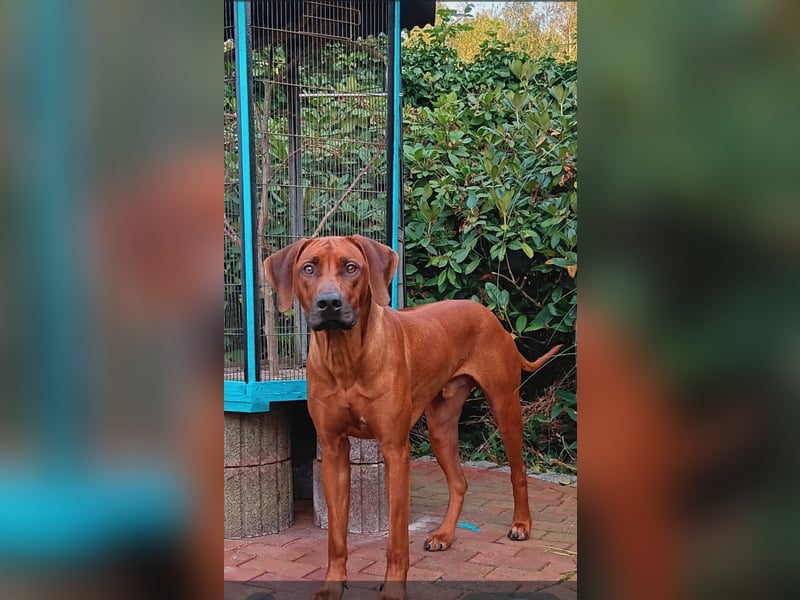 Reinrassiger Rhodesian Ridgeback