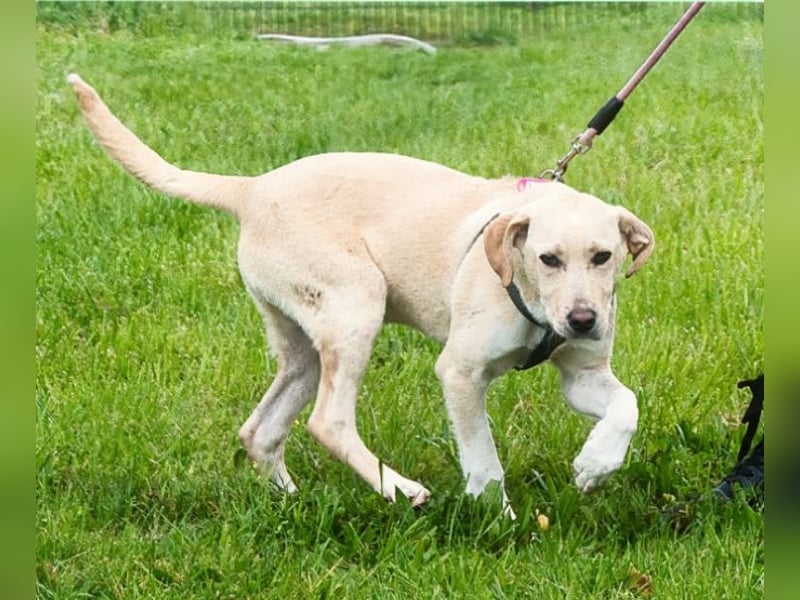 Ronaldo – ein junger Sunnyboy