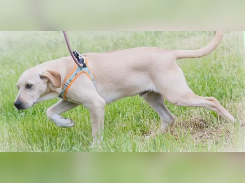 Chris - freundlich und neugierig