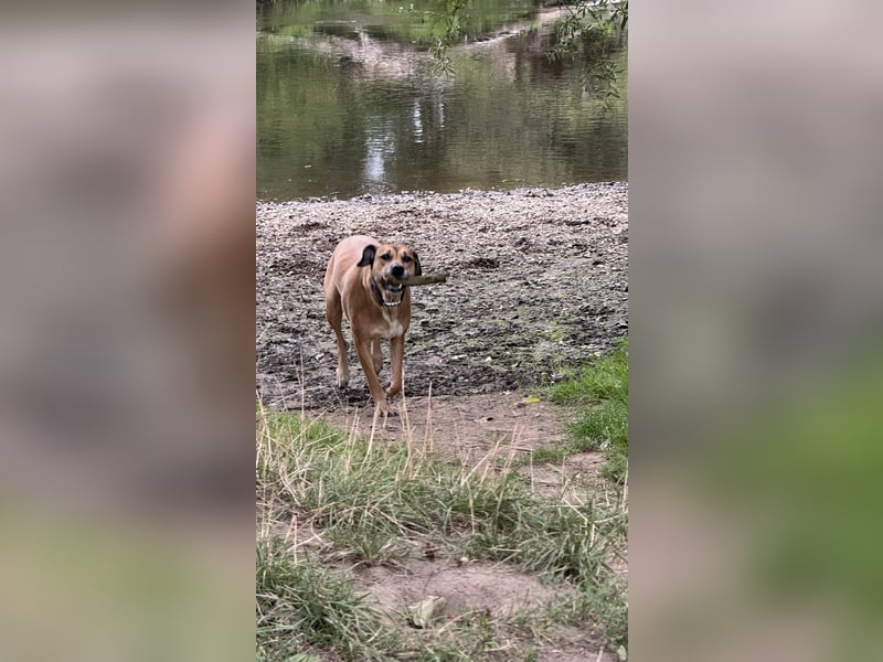 Sirius - Rhodesian Ridgeback