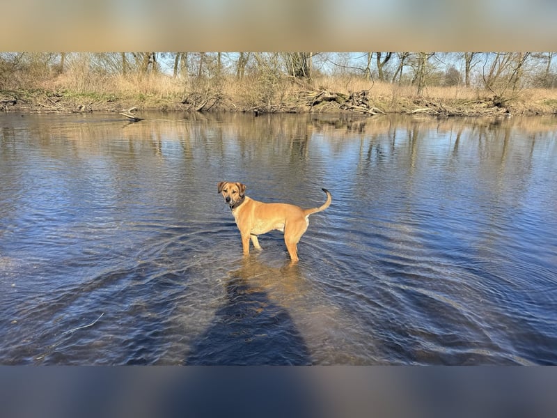 Sirius - Rhodesian Ridgeback