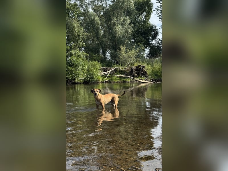 Sirius - Rhodesian Ridgeback