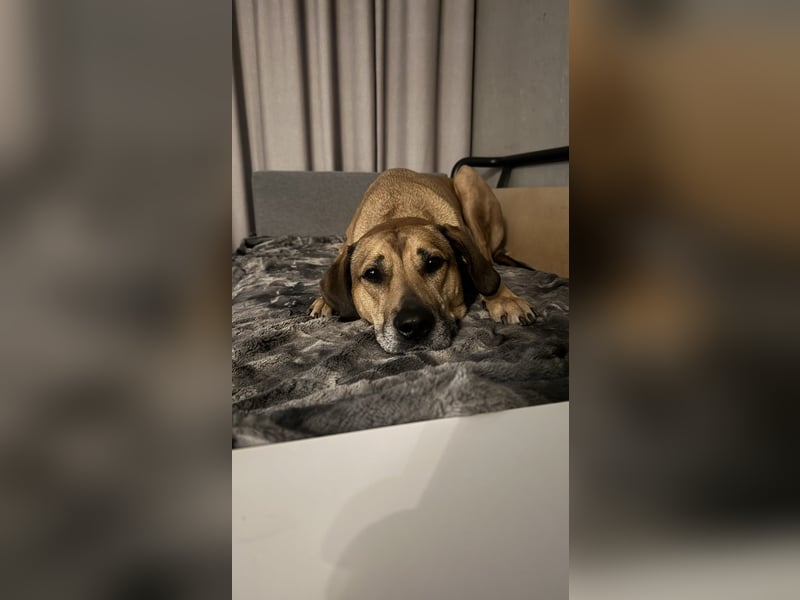 Sirius - Rhodesian Ridgeback