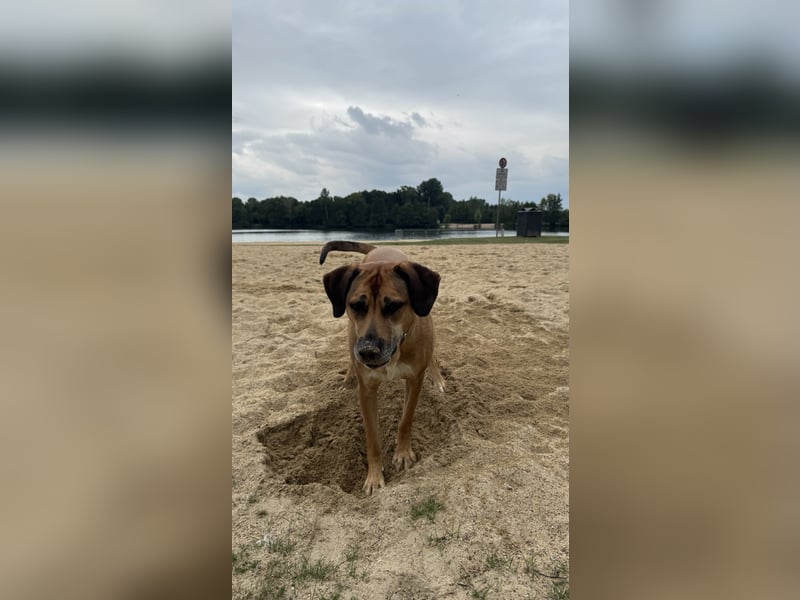 Sirius - Rhodesian Ridgeback