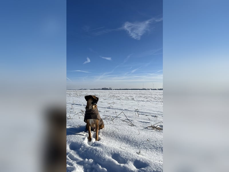 Sirius - Rhodesian Ridgeback