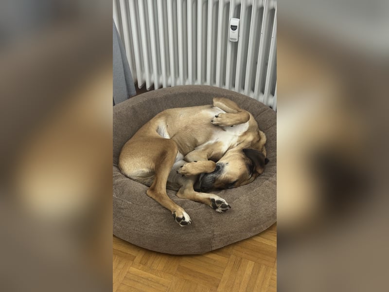 Sirius - Rhodesian Ridgeback