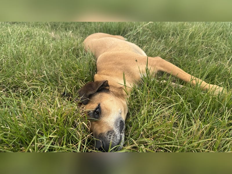 Sirius - Rhodesian Ridgeback
