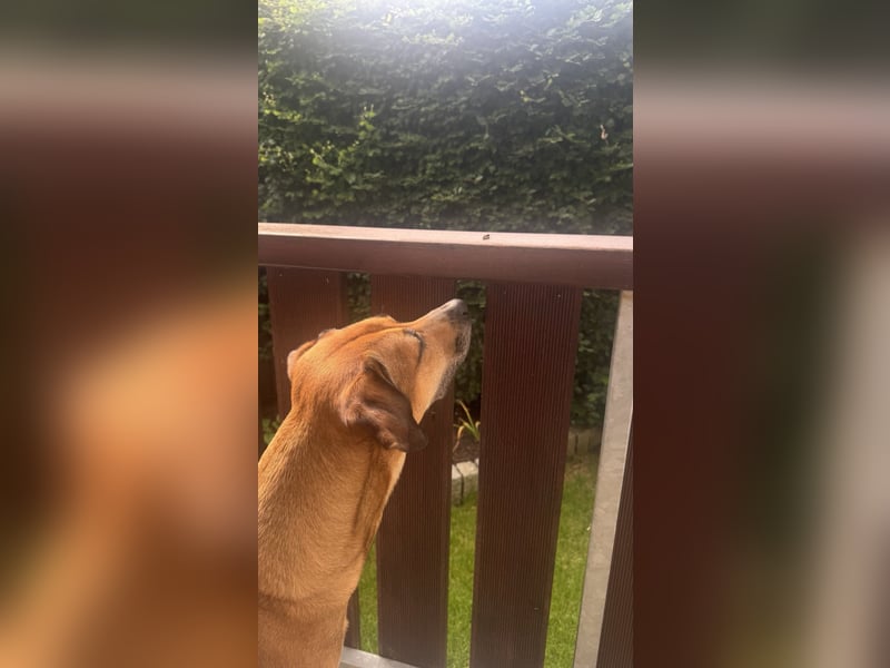 Sirius - Rhodesian Ridgeback