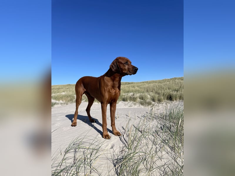 STUDDOG „Kito King von Lubaya“