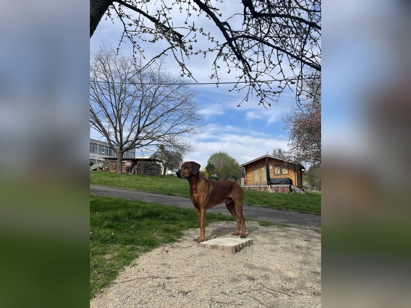 STUDDOG „Kito King von Lubaya“