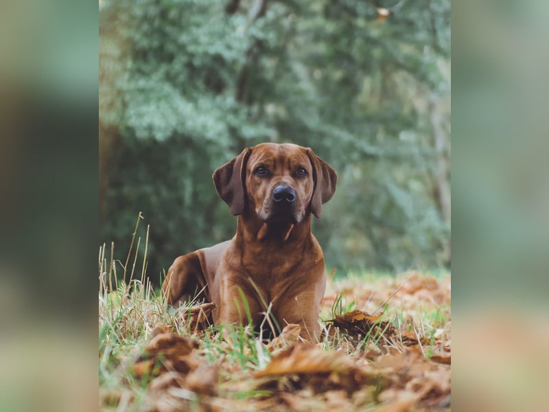 STUDDOG „Kito King von Lubaya“