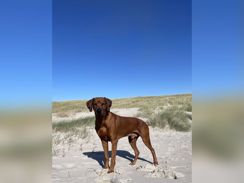 STUDDOG „Kito King von Lubaya“