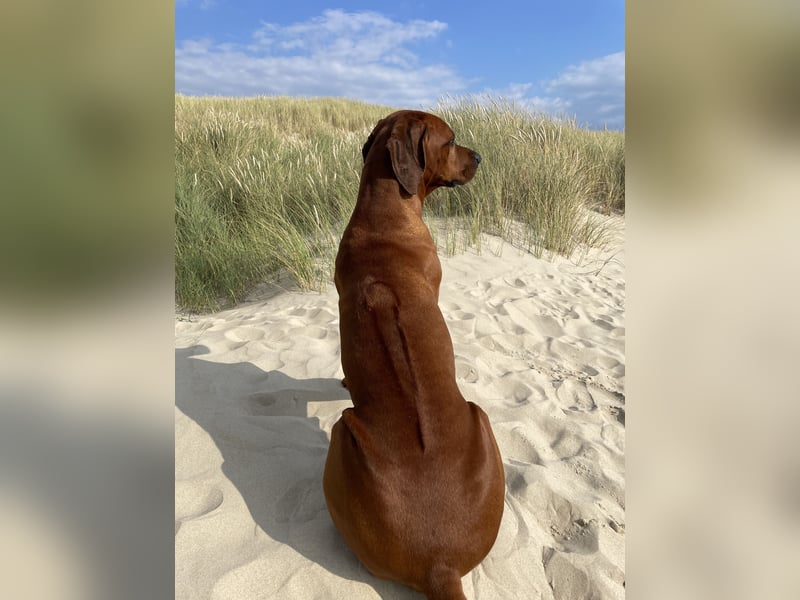 STUDDOG „Kito King von Lubaya“