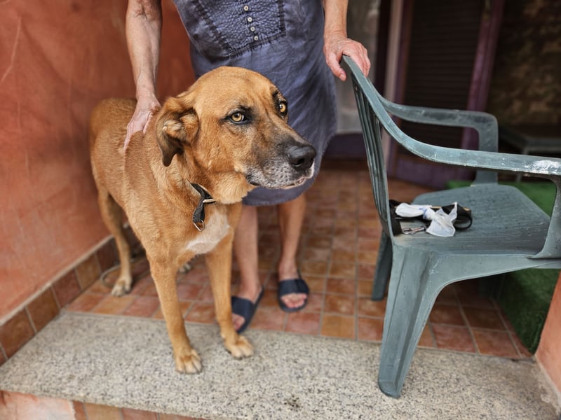 Billy - ein Leben auf der Terrasse