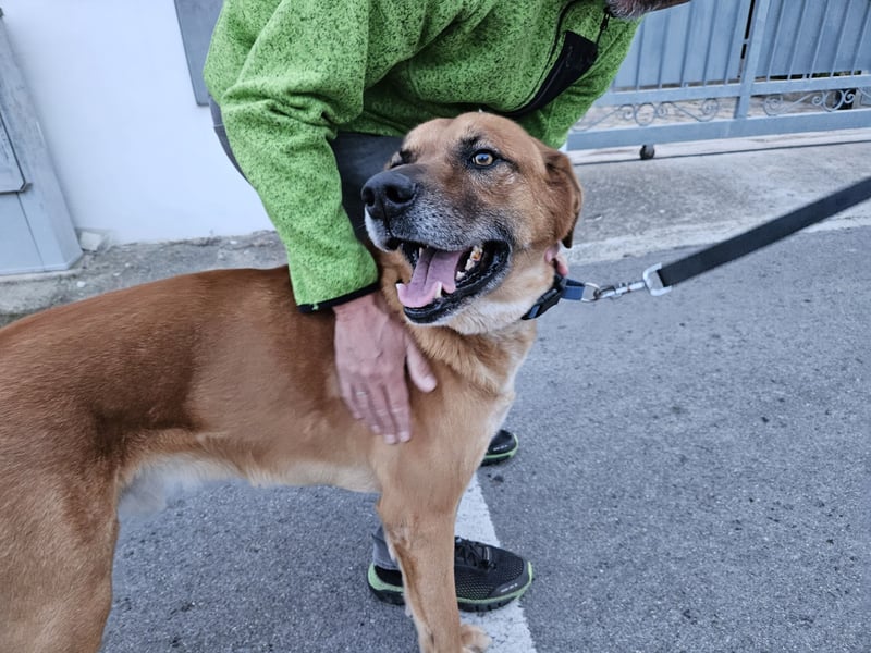 Billy - ein Leben auf der Terrasse