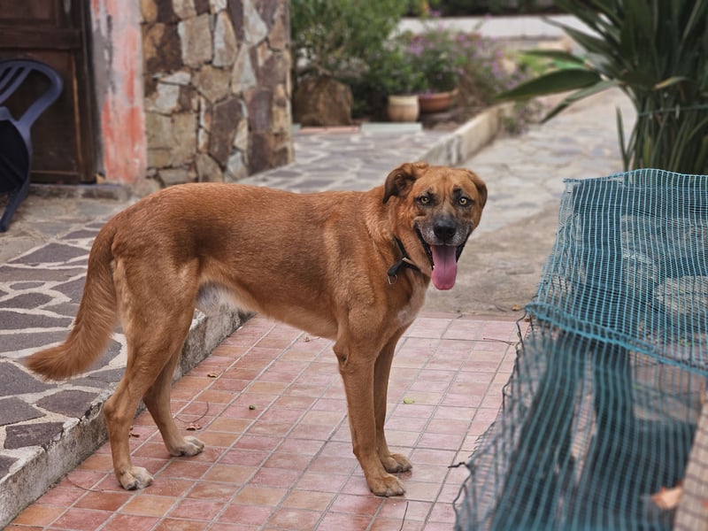 Billy - ein Leben auf der Terrasse
