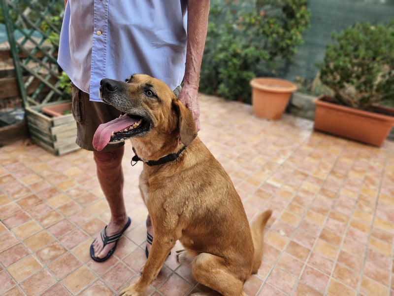 Billy - ein Leben auf der Terrasse