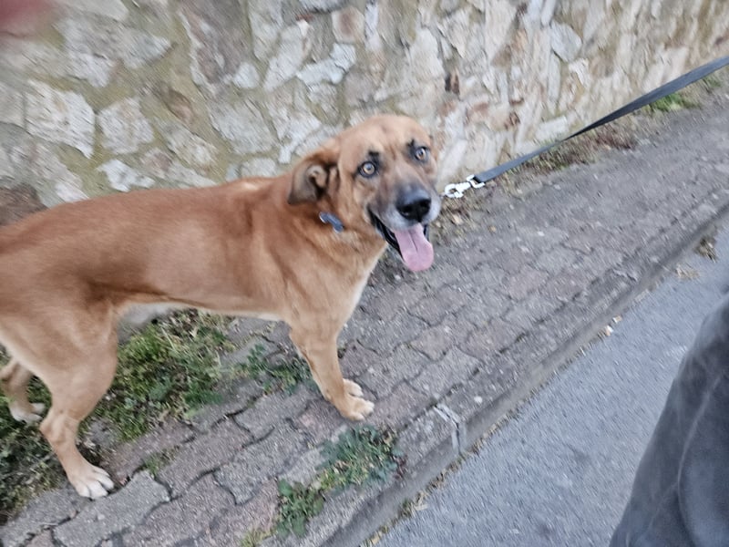 Billy - ein Leben auf der Terrasse