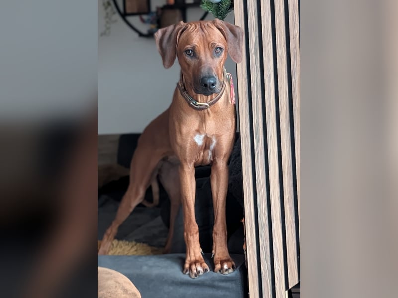 Wurfplanung 2027/2028 – Kennel Malkia wa Kiburi (Overath) - DZRR/VDH