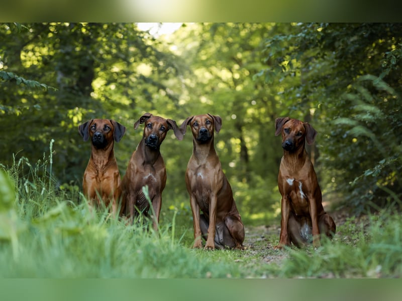 Wurfplanung 2027/2028 – Kennel Malkia wa Kiburi (Overath) - DZRR/VDH