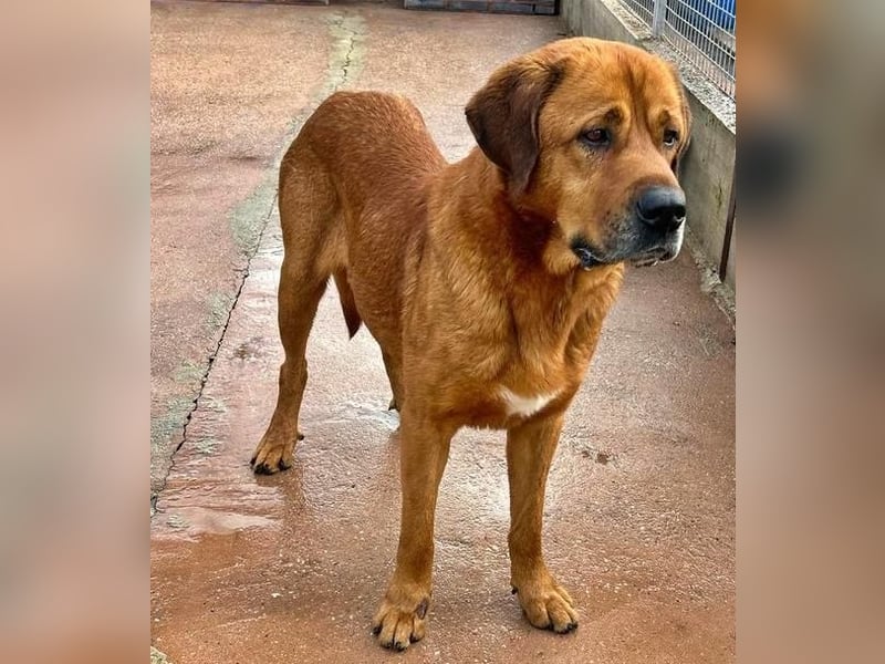Tommy ein sensibler, feinfühliger Hund