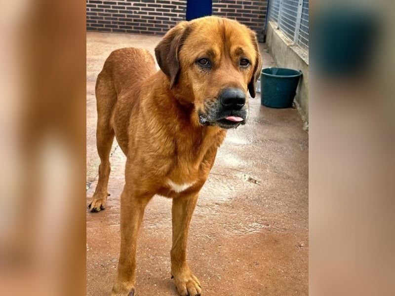 Tommy ein sensibler, feinfühliger Hund