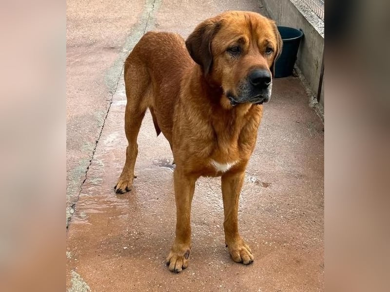 Tommy ein sensibler, feinfühliger Hund