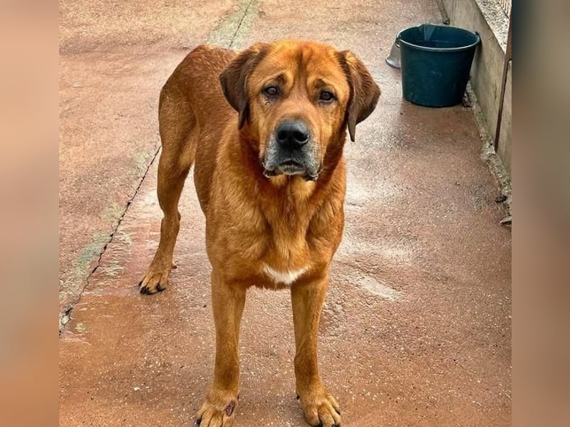 Tommy ein sensibler, feinfühliger Hund