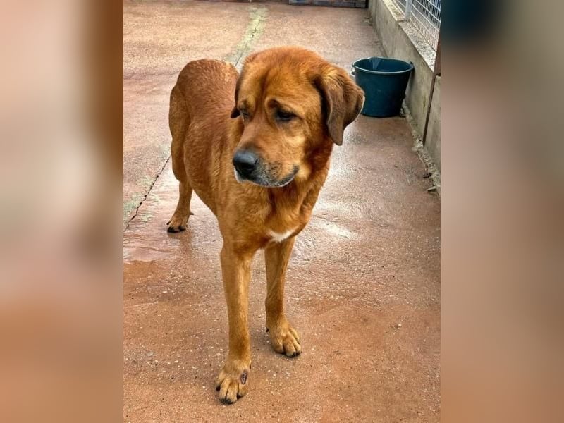 Tommy ein sensibler, feinfühliger Hund