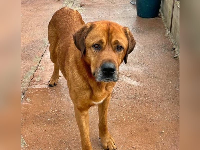 Tommy ein sensibler, feinfühliger Hund