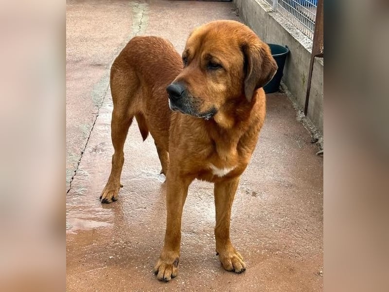 Tommy ein sensibler, feinfühliger Hund