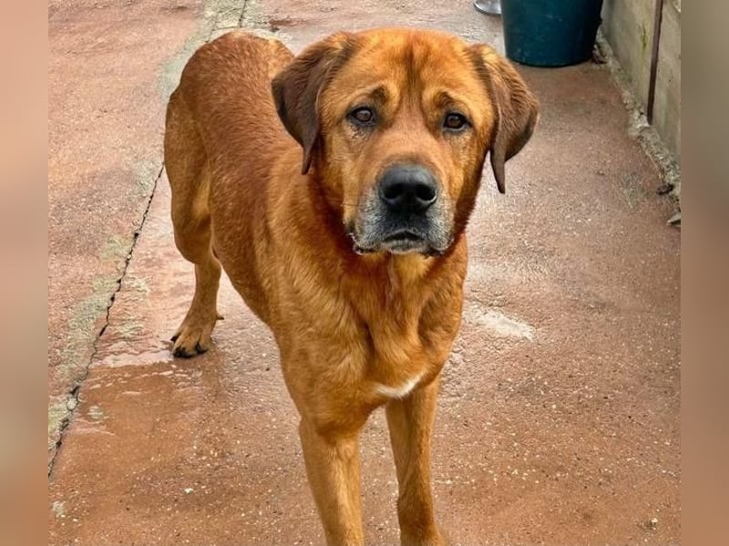 Tommy ein sensibler, feinfühliger Hund