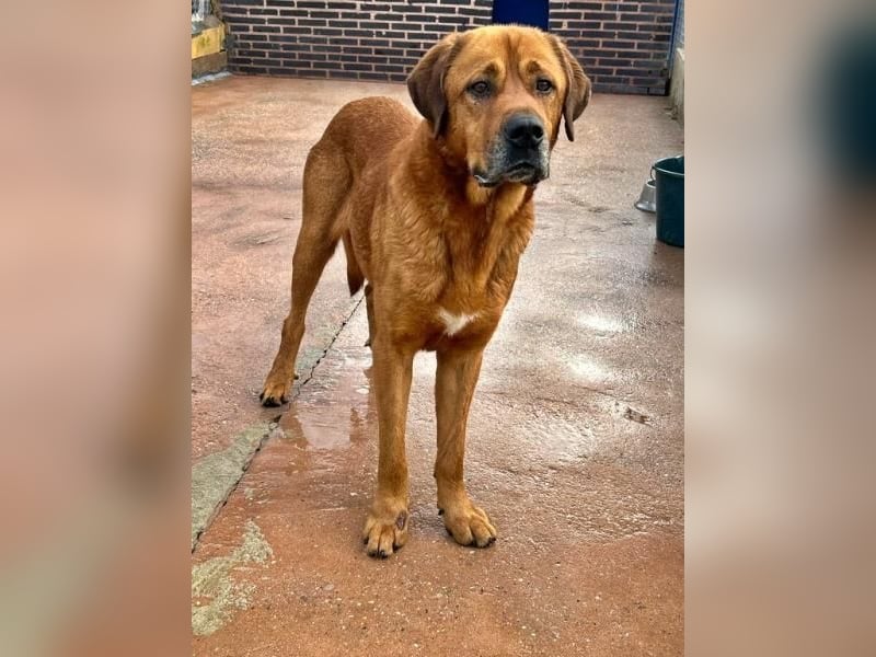 Tommy ein sensibler, feinfühliger Hund