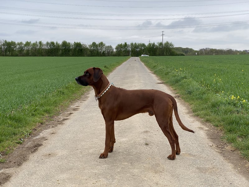 Rhodesian Ridgeback Dark Wheaten