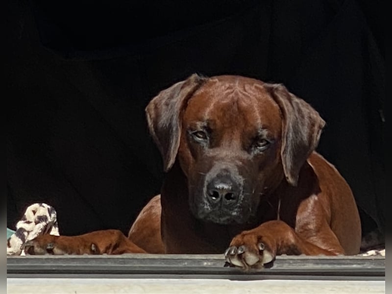 Rhodesian Ridgeback Dark Wheaten