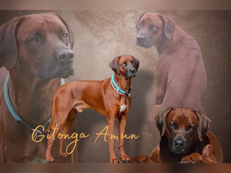 Rhodesian Ridgeback Dark Wheaten