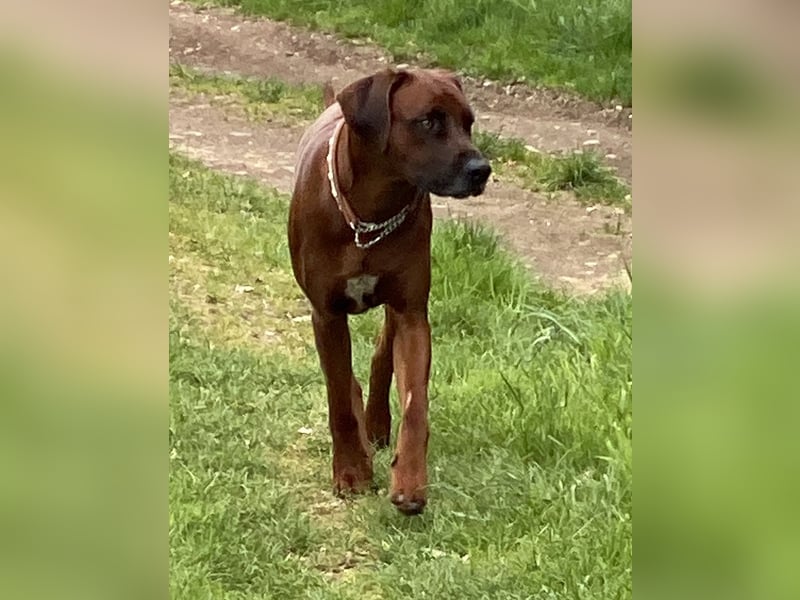 Rhodesian Ridgeback Dark Wheaten