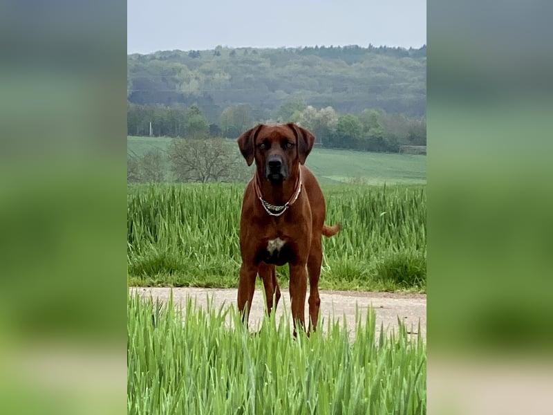 Rhodesian Ridgeback Dark Wheaten