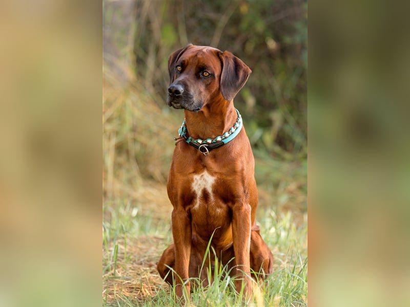 Rhodesian Ridgeback Dark Wheaten