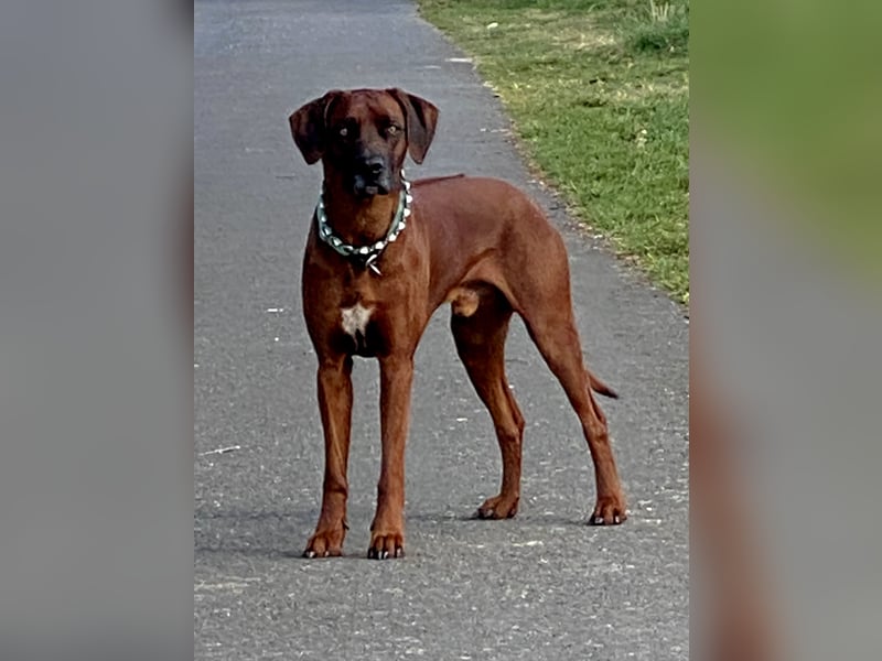 Rhodesian Ridgeback Dark Wheaten